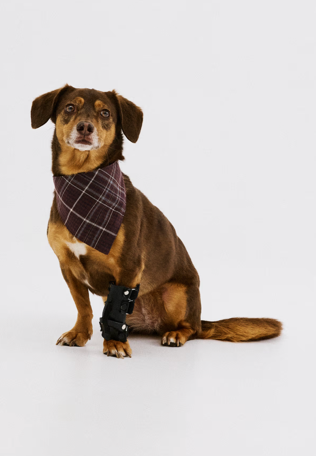 Foulard Scarfumdog